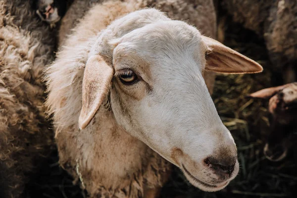 Retrato de ovejas pardas adorables pastando en la granja - foto de stock