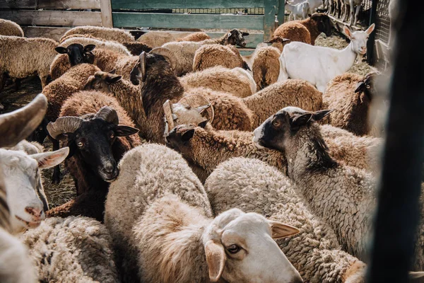Manada de adorables ovejas pardas pastando en corral en la granja - foto de stock