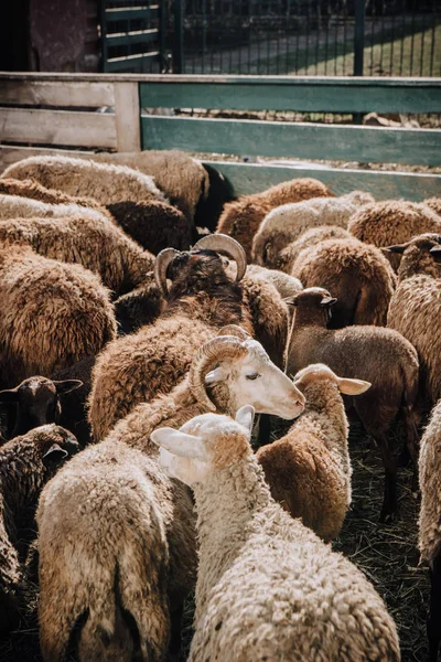 Vue grand angle du troupeau d'adorables moutons bruns paissant dans le corral à la ferme — Photo de stock