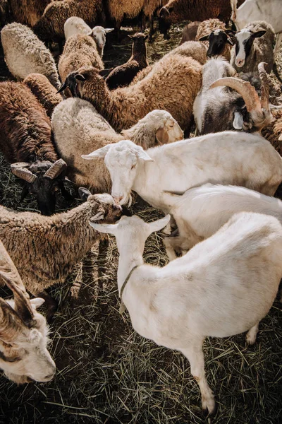 High angle view of goats and herd of sheep grazing in corral at farm — Stock Photo