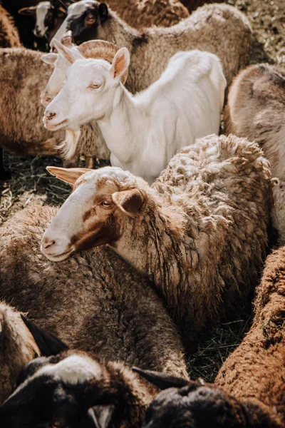 Vue rapprochée du chèvre et du troupeau de moutons broutant dans le corral à la ferme — Photo de stock