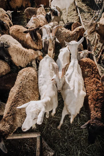 Vue à grand angle du troupeau de moutons et de chèvres broutant dans le corral à la ferme — Photo de stock