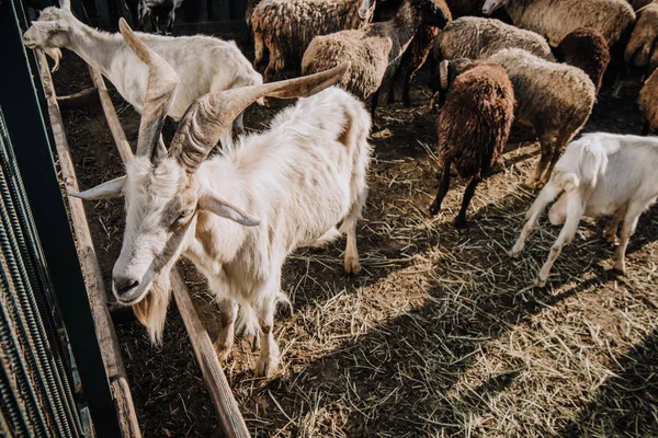 Goats and herd of sheep grazing in corral at farm — Stock Photo