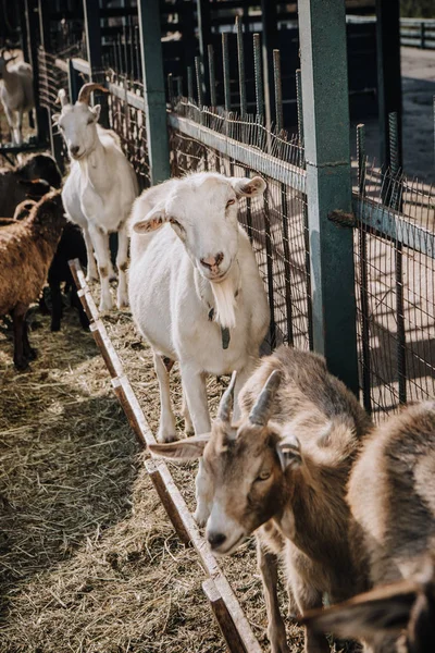 Chèvres debout près d'une clôture métallique dans le corral à la ferme — Photo de stock
