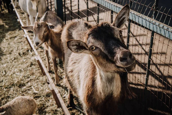 Vista de perto de cabras de pé perto cerca de metal em curral na fazenda — Fotografia de Stock