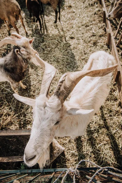 Visão de alto ângulo de cabras pastando em curral na fazenda — Fotografia de Stock