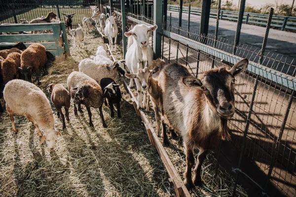 Manada de ovejas y cabras de pie cerca de la valla en corral en la granja - foto de stock