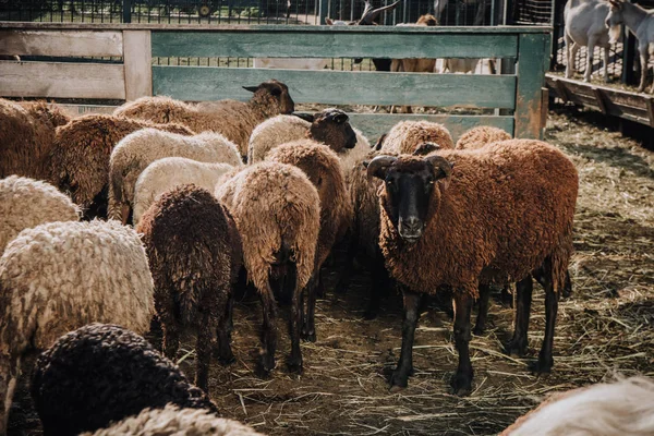 Troupeau de moutons bruns paissant dans le corral à la ferme — Photo de stock