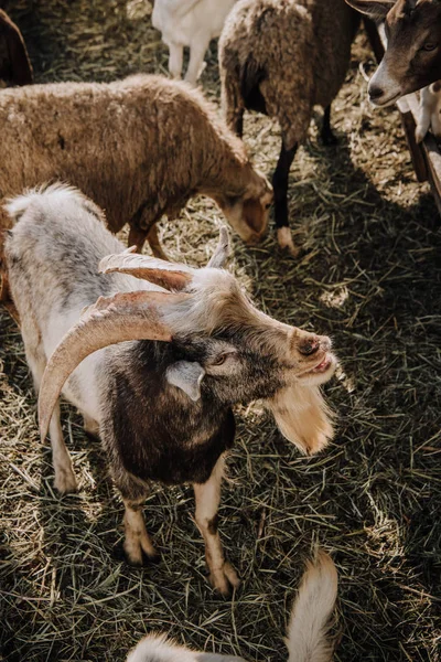 Visão de alto ângulo de cabras e ovelhas pastando em curral na fazenda — Fotografia de Stock