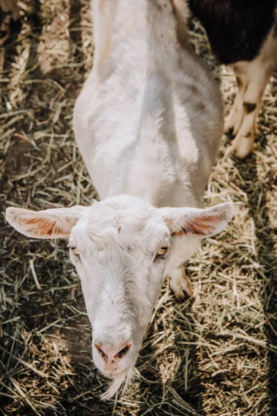 High angle view of white goat grazing at farm — Stock Photo