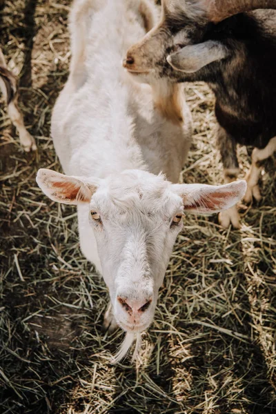 Vue à grand angle du pâturage des chèvres dans le corral à la ferme — Photo de stock