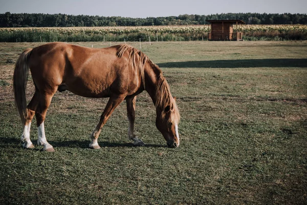 Vista panoramica di bel cavallo bruno al pascolo sul prato in campagna — Foto stock