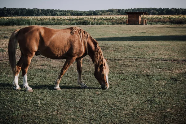 Scenic view of beautiful brown horse grazing on meadow in countryside — Stock Photo