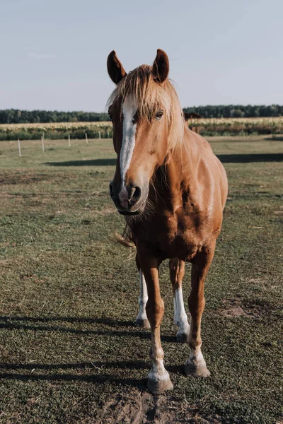 Vista de perto do belo cavalo marrom pastando no prado no campo — Fotografia de Stock