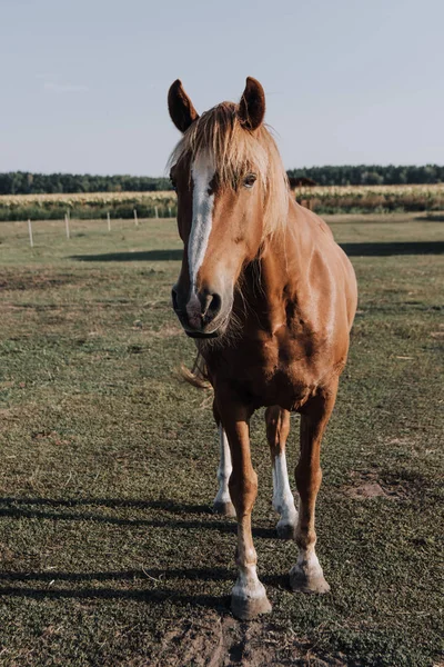 Close up view of beautiful brown horse pastzing on meadow in countryside — стоковое фото