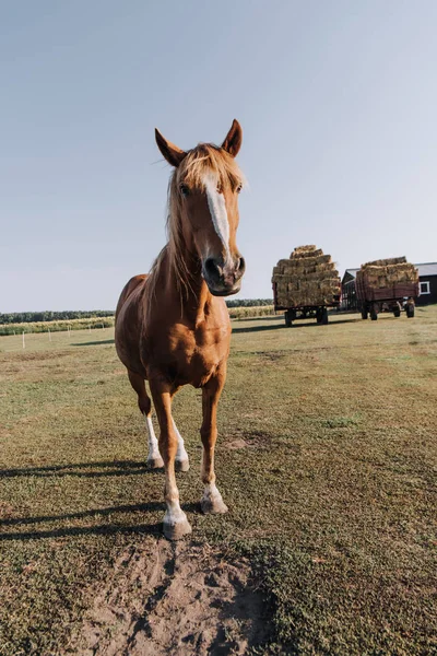 Сельская сцена с красивой коричневой лошадью выпаса на лугу на ферме — стоковое фото