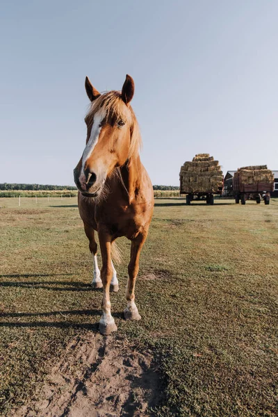Rural scene with beautiful brown horse grazing on meadow at ranch — Stock Photo