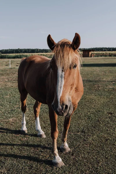 Nahaufnahme des schönen braunen Pferdes, das auf der Weide im Grünen weidet — Stockfoto
