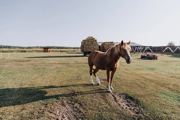 Vista panoramica di bel cavallo bruno al pascolo sul prato in azienda agricola — Foto stock