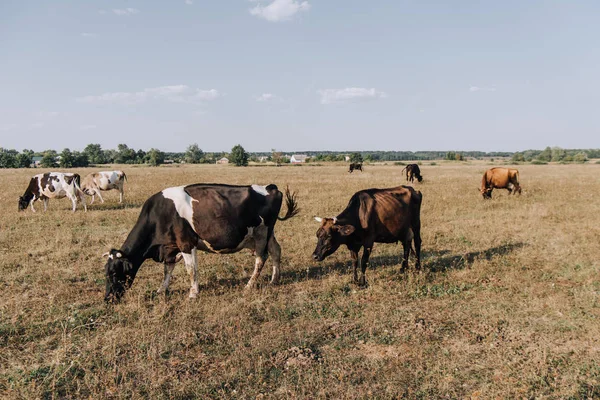 Vista panorámica de vacas pastando en el prado - foto de stock