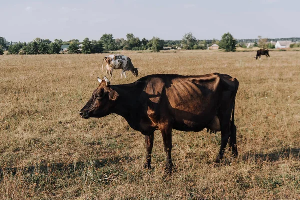 Escena rural con vacas pastando en el prado - foto de stock