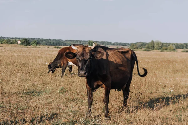 Escena rural con vacas pastando en el prado - foto de stock