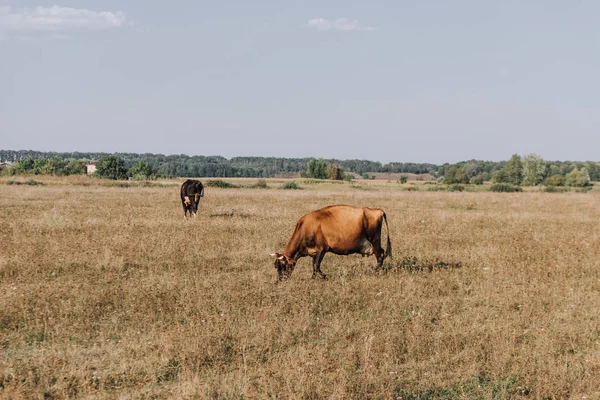 Сельская сцена с коровами, пасущимися на лугу — стоковое фото