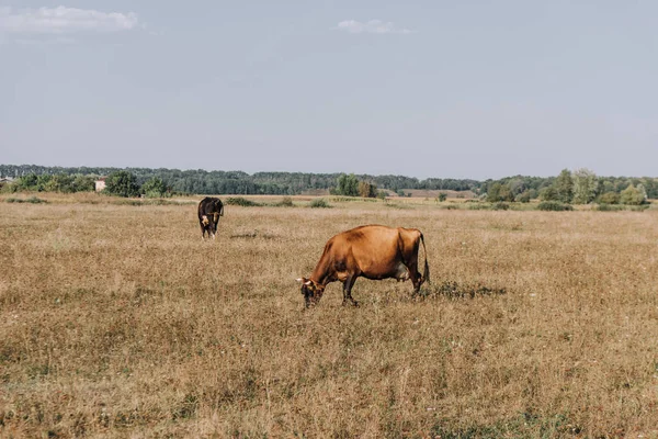 Rural scene with cows grazing in meadow — Stock Photo