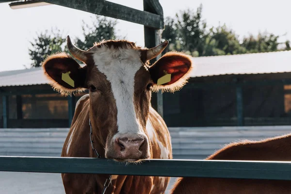 Mucca bruna domestica in piedi in fienile presso l'azienda agricola — Foto stock