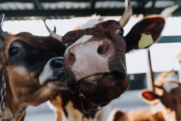 Primer plano retrato de hermosas vacas domésticas de pie en el puesto en la granja - foto de stock