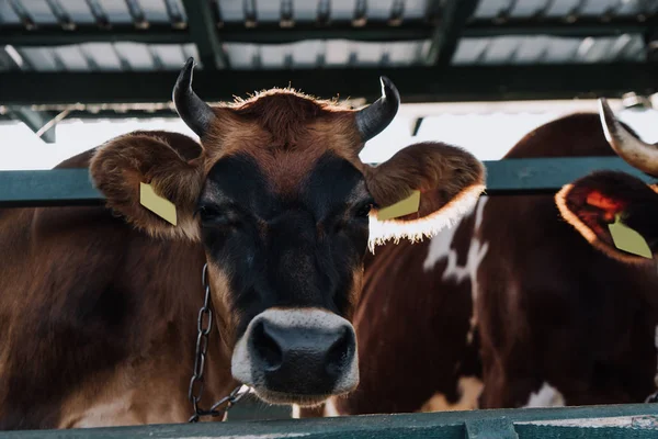 Enfoque selectivo de la vaca parda de pie en el establo de la granja - foto de stock