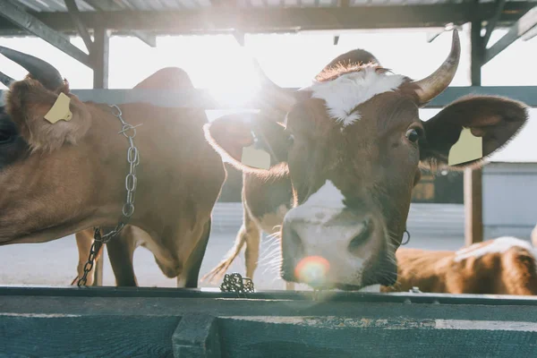 Domestic beautiful cows standing in stall at farm with sunlight on background — Stock Photo