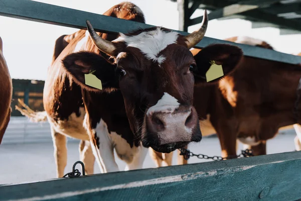 Retrato de bela vaca marrom em pé na barraca na fazenda — Fotografia de Stock