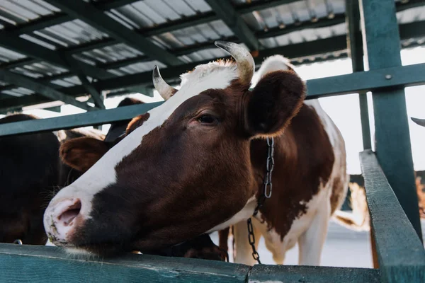 Primer plano vista de la vaca doméstica de pie en el granero en la granja - foto de stock