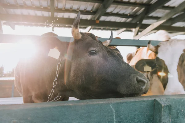 Домашні корови стоять в стоянці на фермі з сонячним світлом на фоні — стокове фото