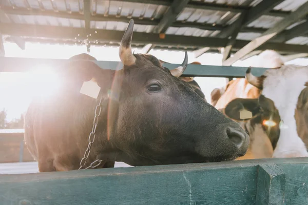 Domestic cows standing in stall at farm with sunlight on background — Stock Photo