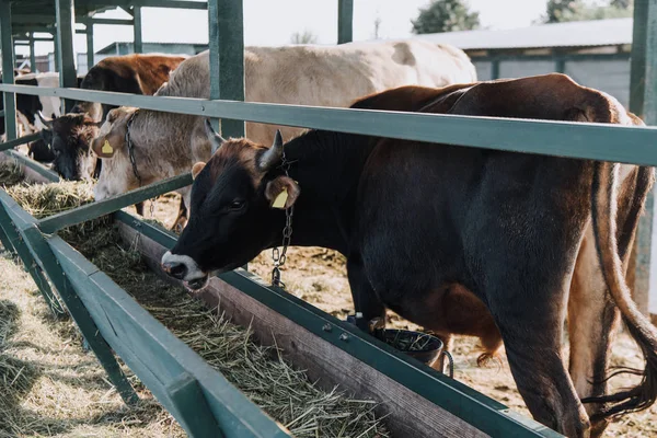 Domestiques belles vaches mangeant en stalle à la ferme — Photo de stock