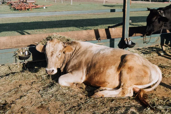 Vaca doméstica marrón con heno en la cabeza tendida en el suelo en el granero en la granja - foto de stock