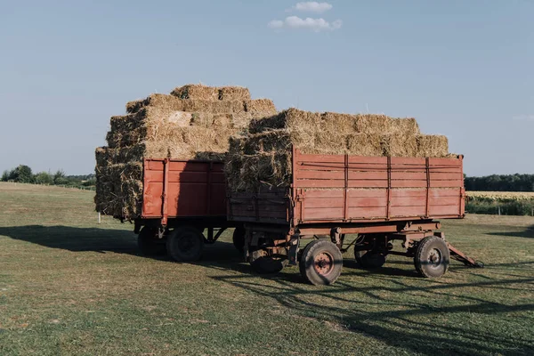 Сельская сцена с двумя задними вагонами, набитыми сеном на ферме в сельской местности — стоковое фото