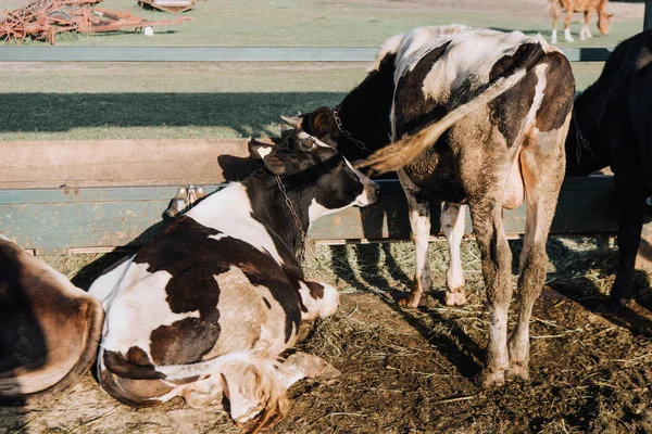 Vista trasera de hermosas vacas domésticas en la granja - foto de stock