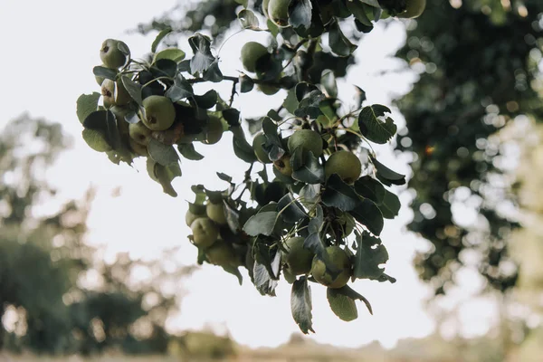 Foyer sélectif de branches aux pommes vertes sur fond flou — Photo de stock