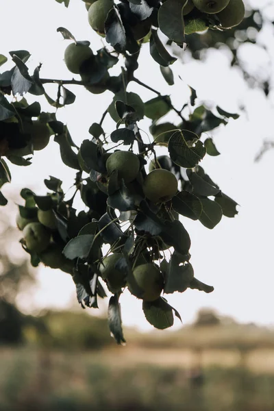 Foco seletivo de ramos com maçãs verdes no fundo embaçado — Fotografia de Stock