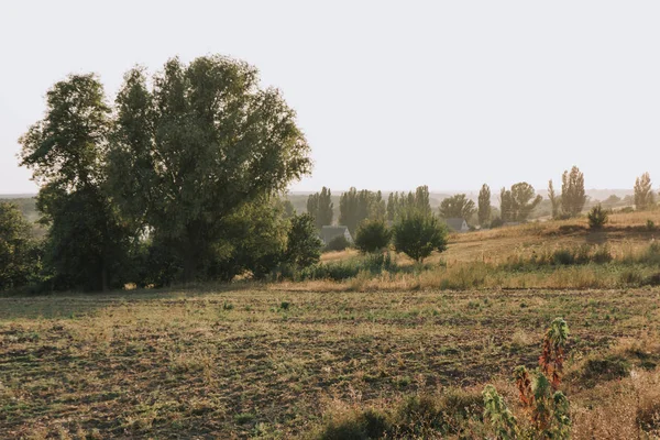 Живописный вид на поле и деревья в сельской местности — стоковое фото