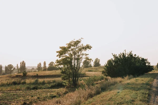 Сільська сцена з полем і деревами в сільській місцевості — стокове фото