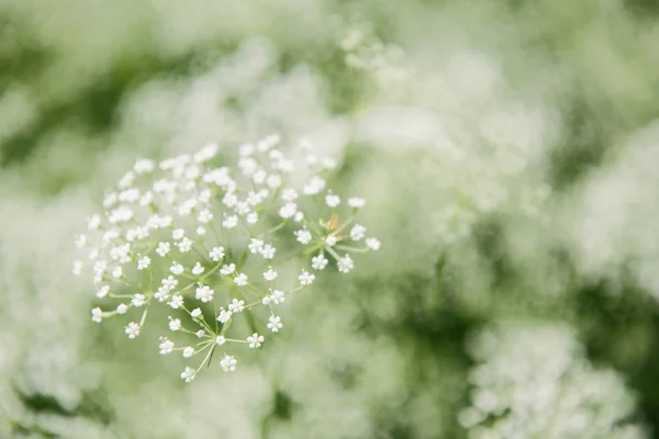 Primer plano de florecimiento de flores silvestres blancas - foto de stock