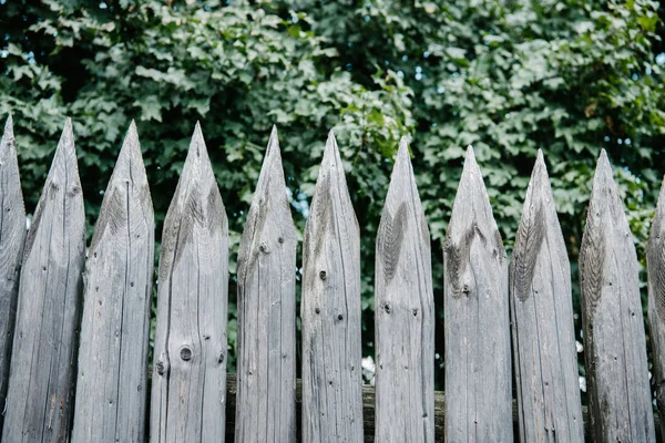 Feuilles vertes derrière clôture aiguisée en bois — Photo de stock