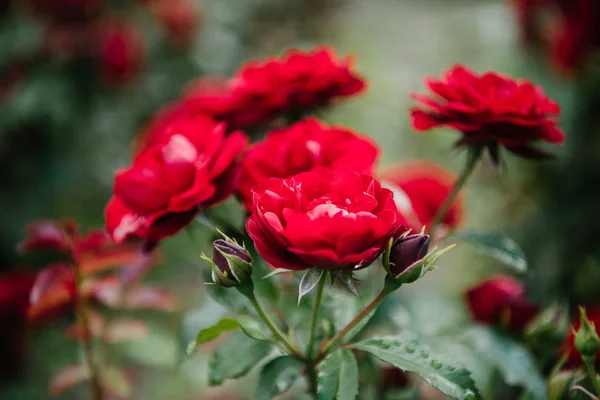 Close-up tiro de belas rosas vermelhas florescentes — Fotografia de Stock