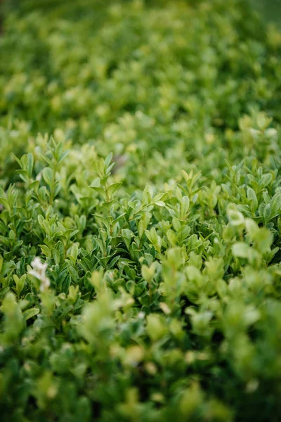 Plan plein cadre de belles branches de buis — Photo de stock