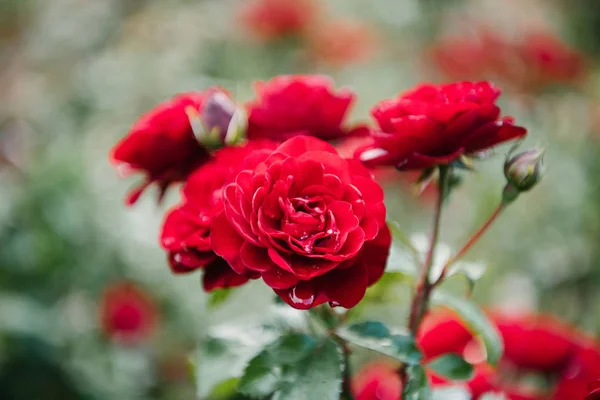 Nahaufnahme frisch blühender roter Rosen — Stockfoto