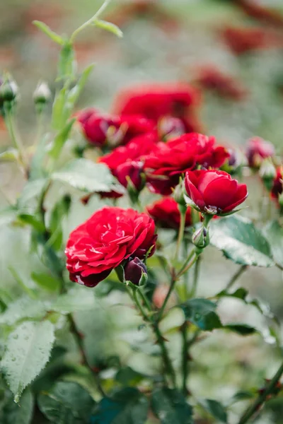Primer plano de rosas rojas florecientes - foto de stock
